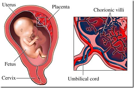 Placenta & function - MedatrioMedatrio